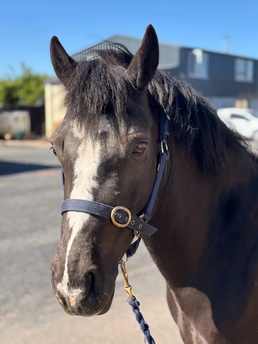 136cm 5 year old Connemara mare - Image 2
