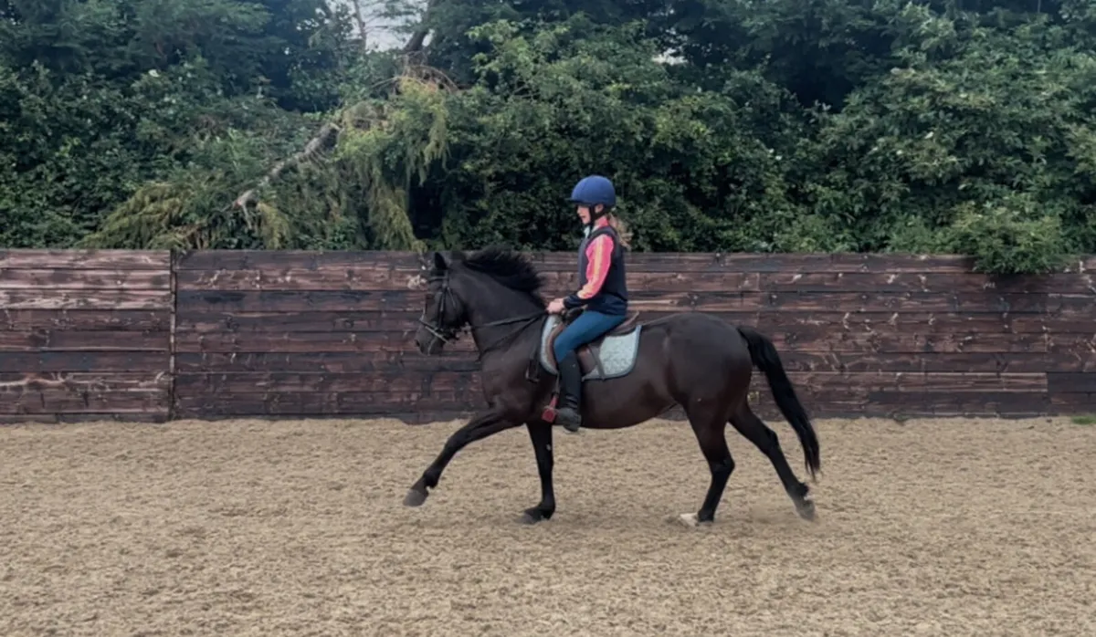 136cm 5 year old Connemara mare - Image 3