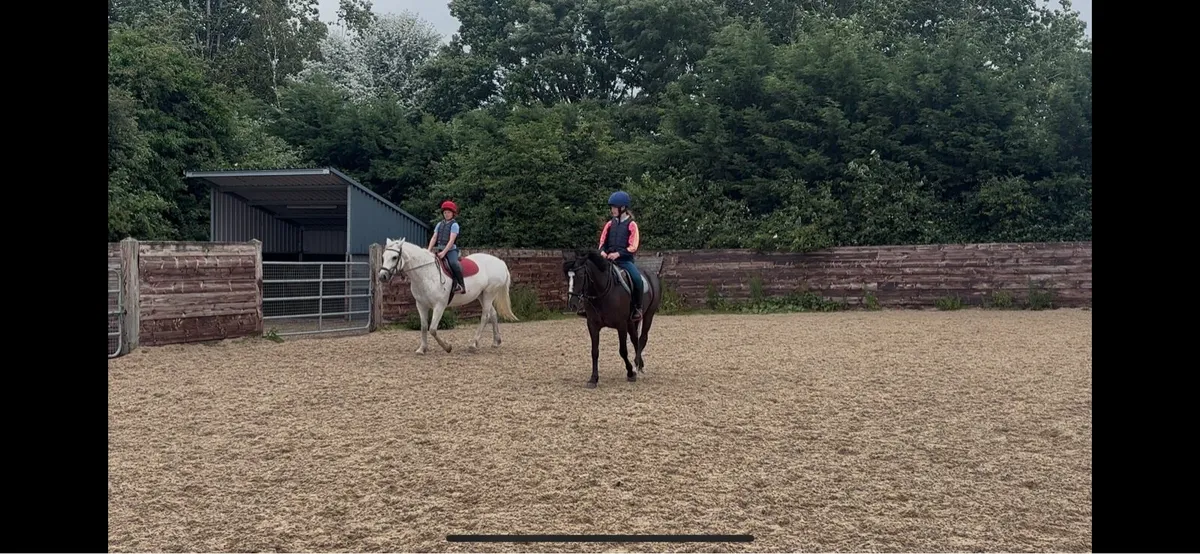 136cm 5 year old Connemara mare - Image 4