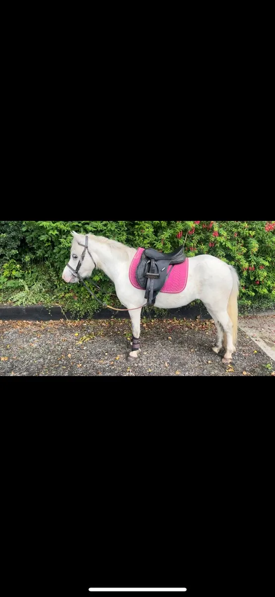 Childs pony - Image 1