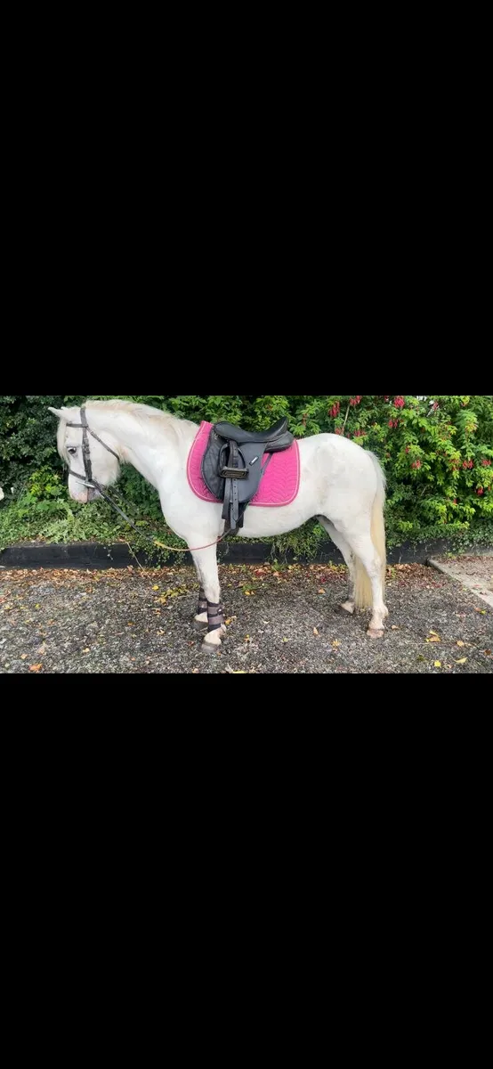Childs pony - Image 2