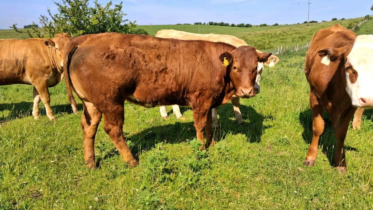 Two AI Belgian blue heifers - Image 1