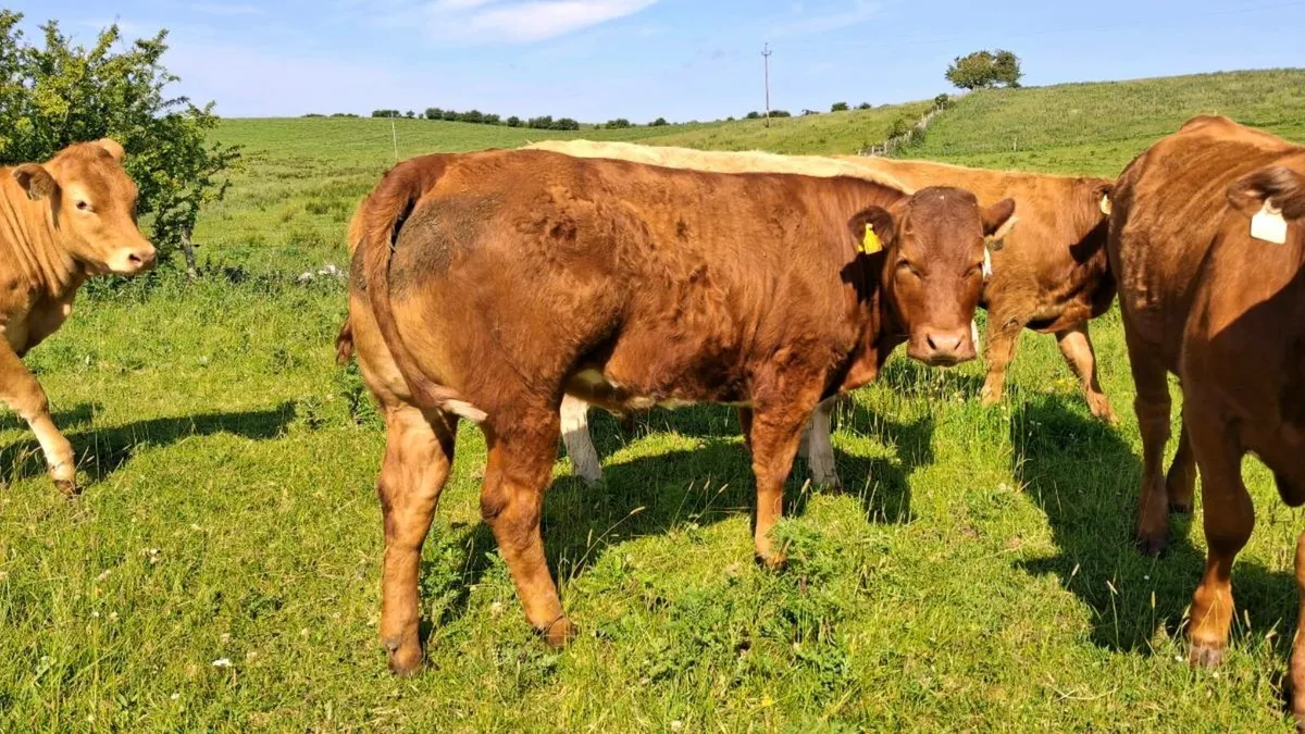 Two AI Belgian blue heifers - Image 2