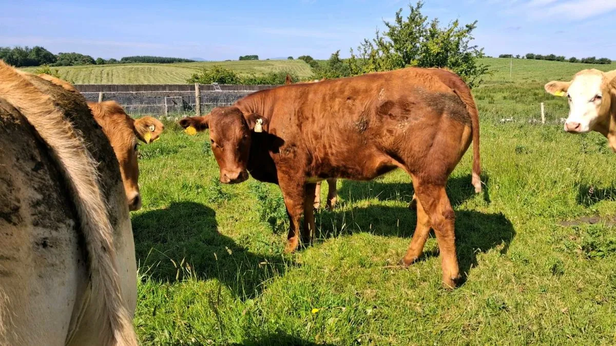 Two AI Belgian blue heifers - Image 3