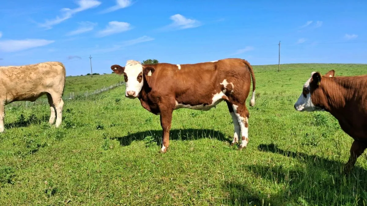 Two AI Belgian blue heifers - Image 4