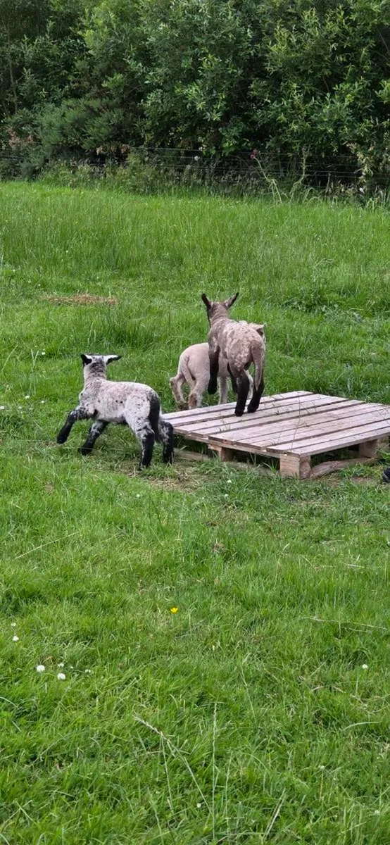 certified organic hoggets with lambs - Image 2