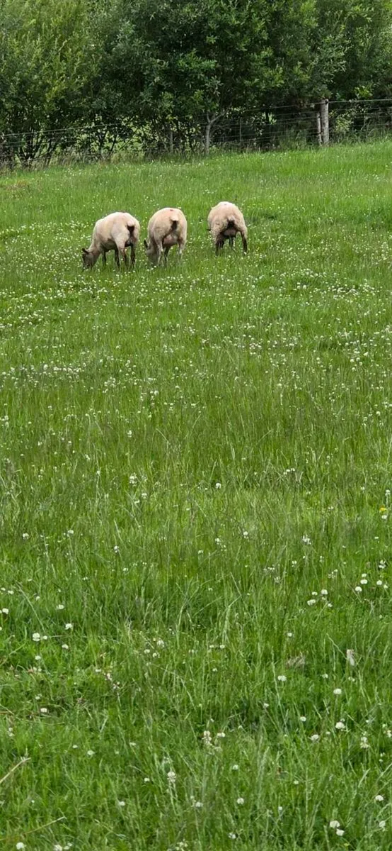 certified organic hoggets with lambs - Image 3