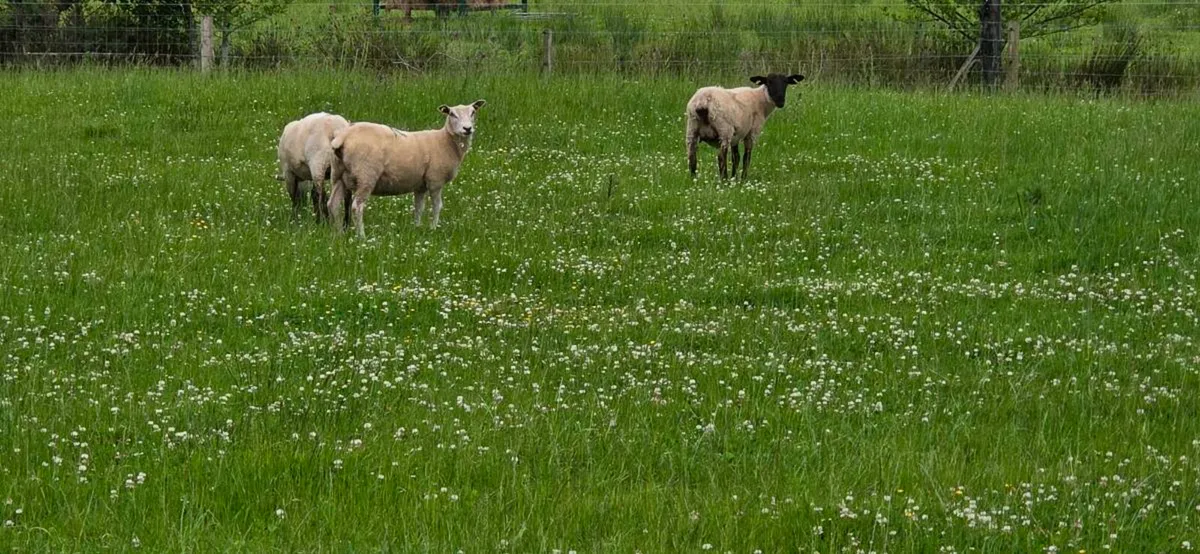 certified organic hoggets with lambs - Image 4