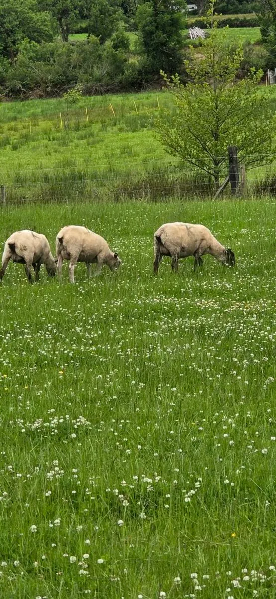 certified organic hoggets with lambs - Image 1