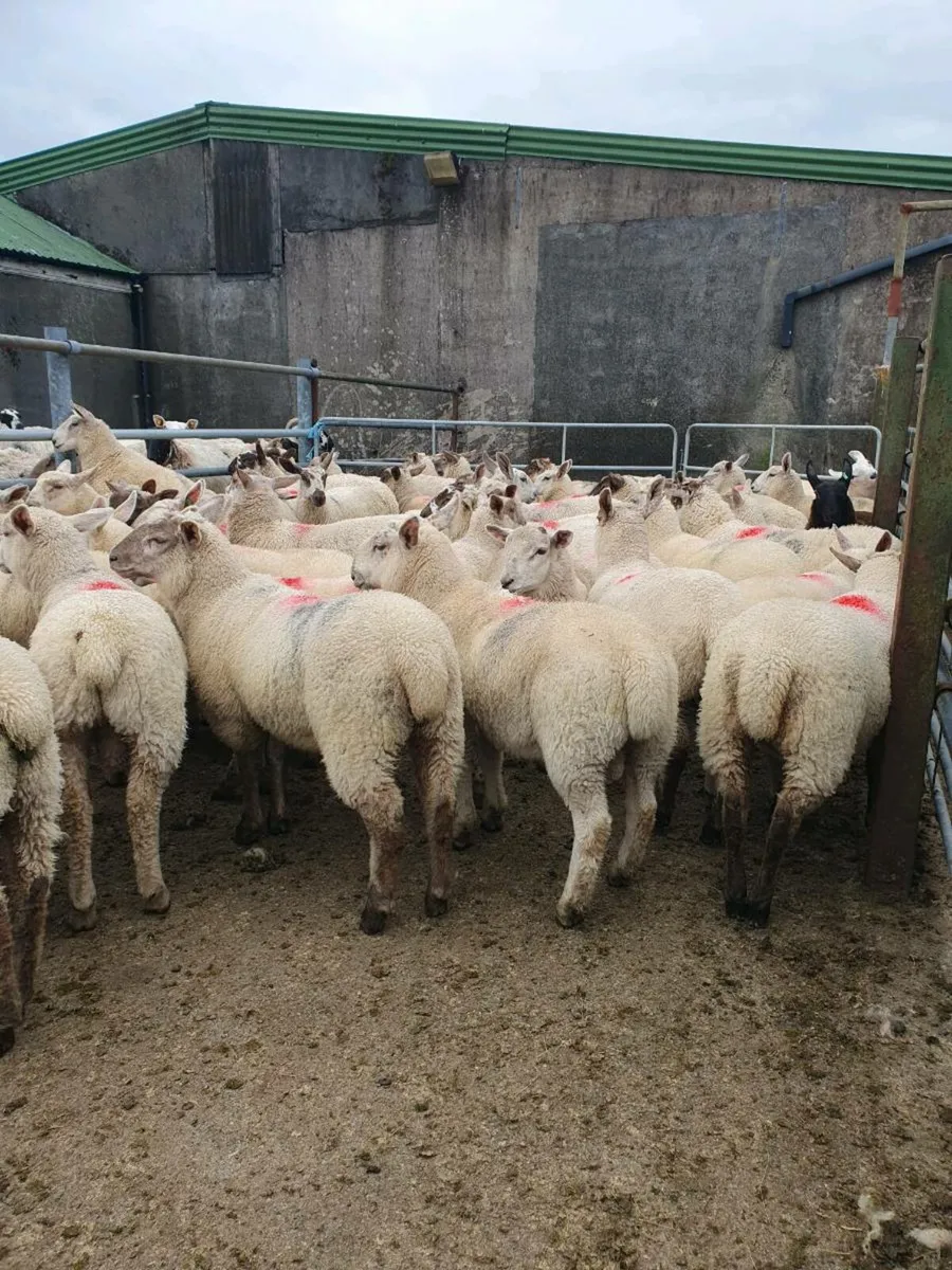 Store lambs - Image 2