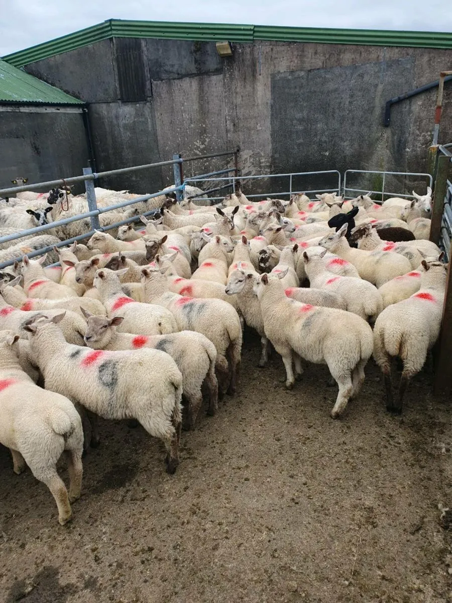Store lambs - Image 3