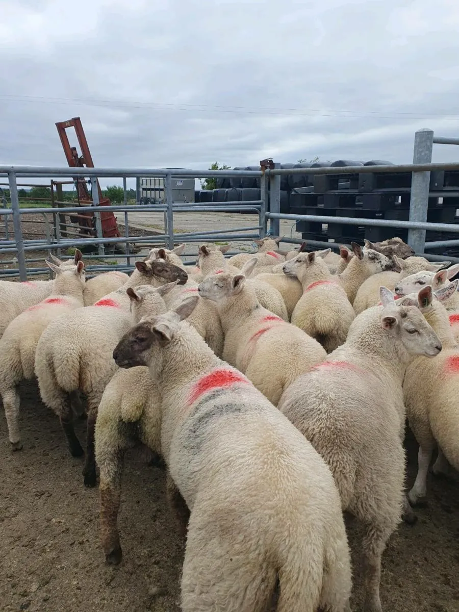 Store lambs - Image 4