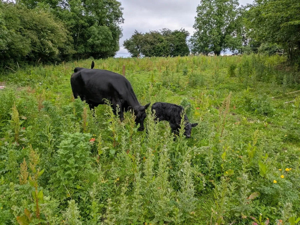 Aberdeen angus suckler cow - Image 2