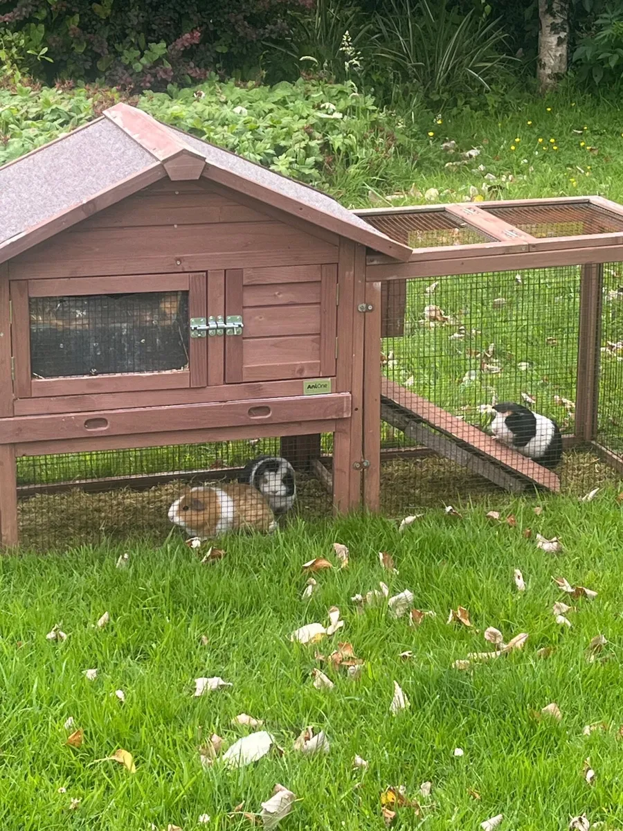 Guinea Pigs - Image 1