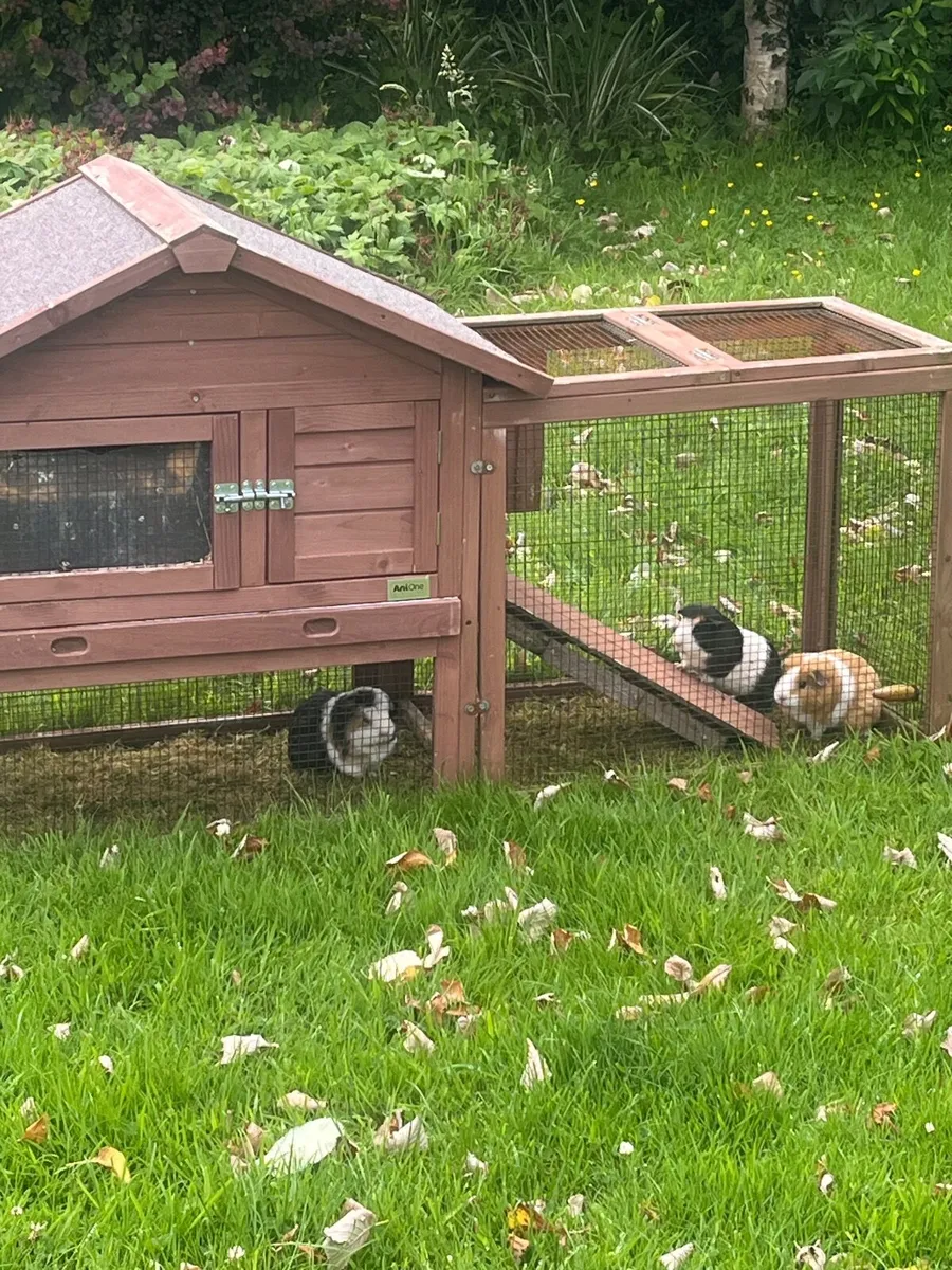 Guinea Pigs - Image 2
