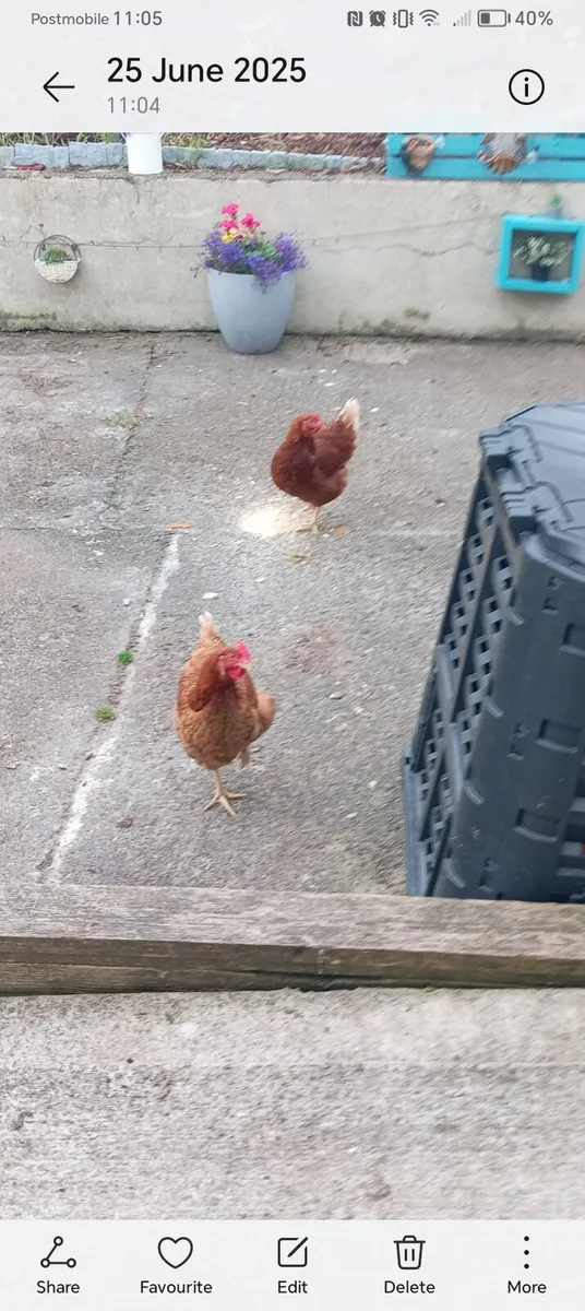 Chickens