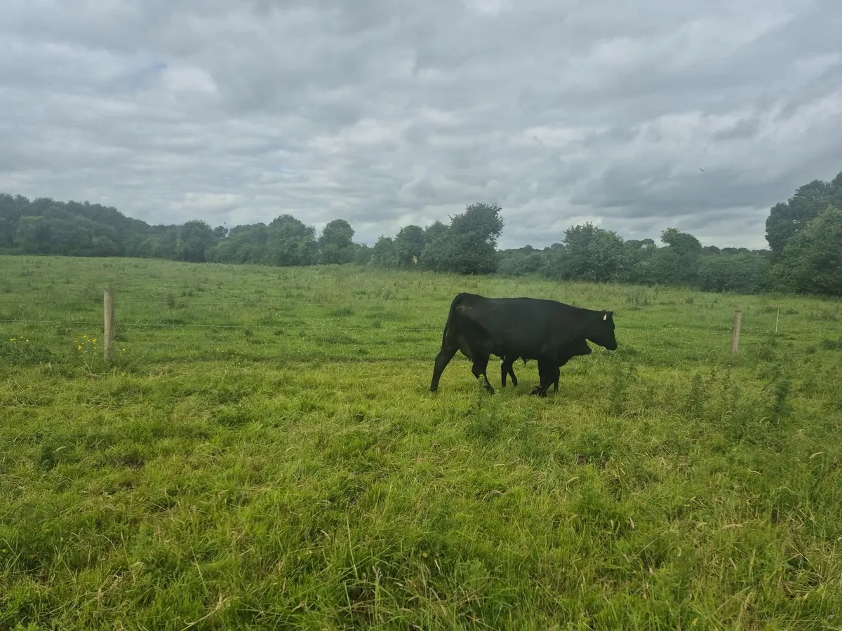 Aberdeen angus suckler cow - Image 3
