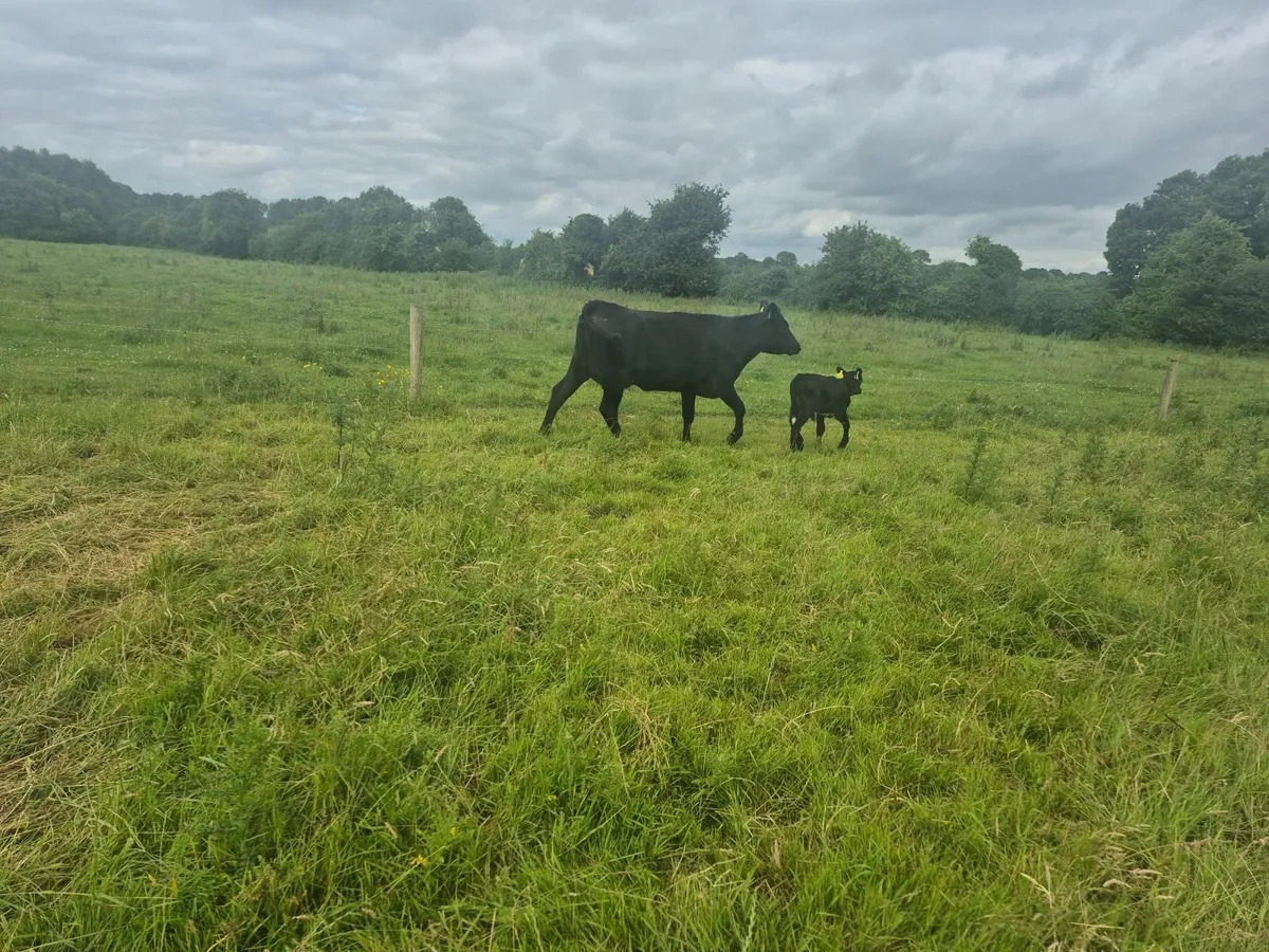 Aberdeen angus suckler cow - Image 4