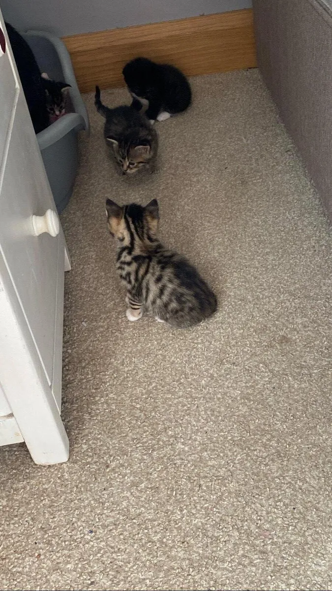 Kittens - Image 3