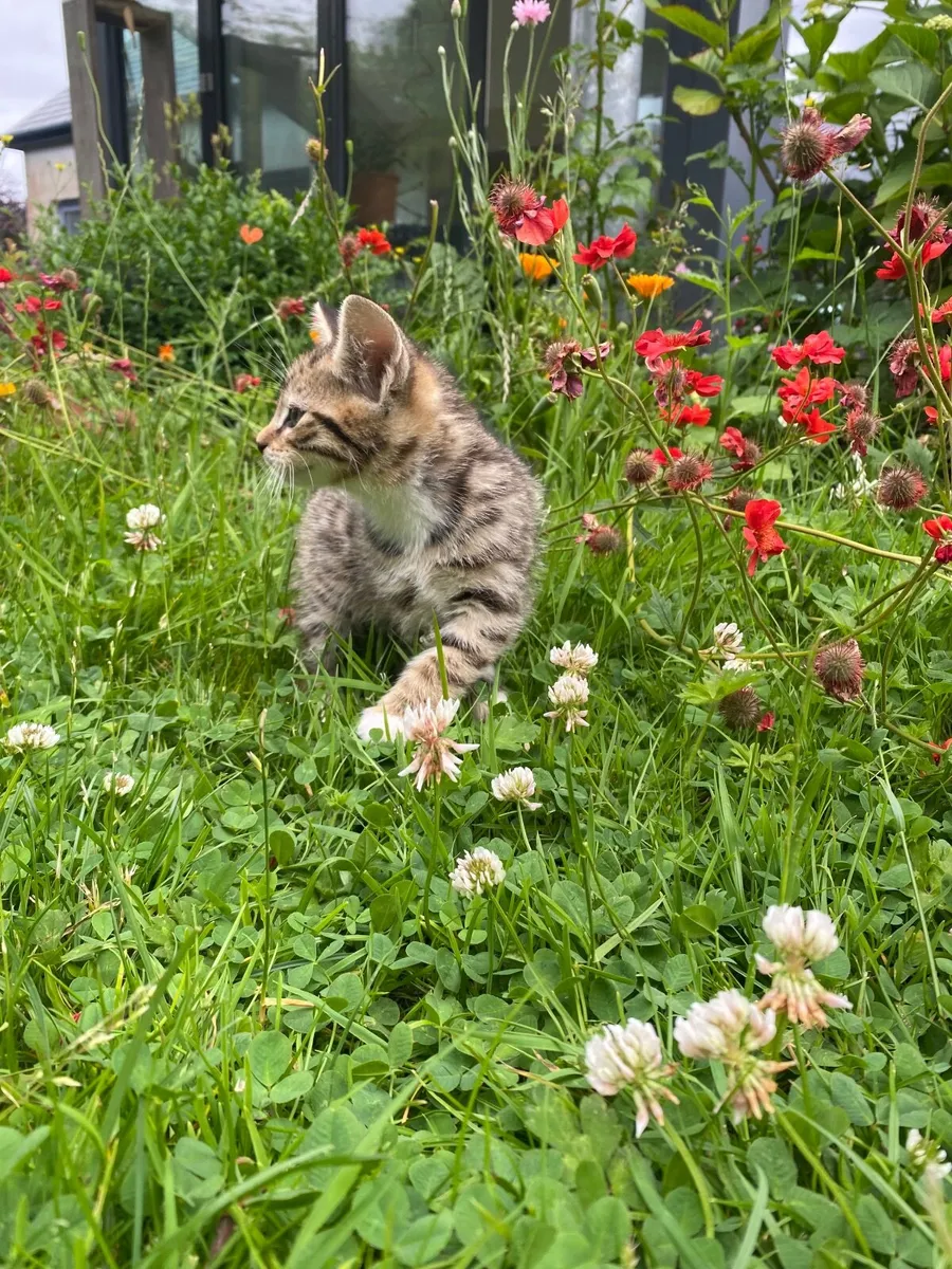 Kittens - Image 4