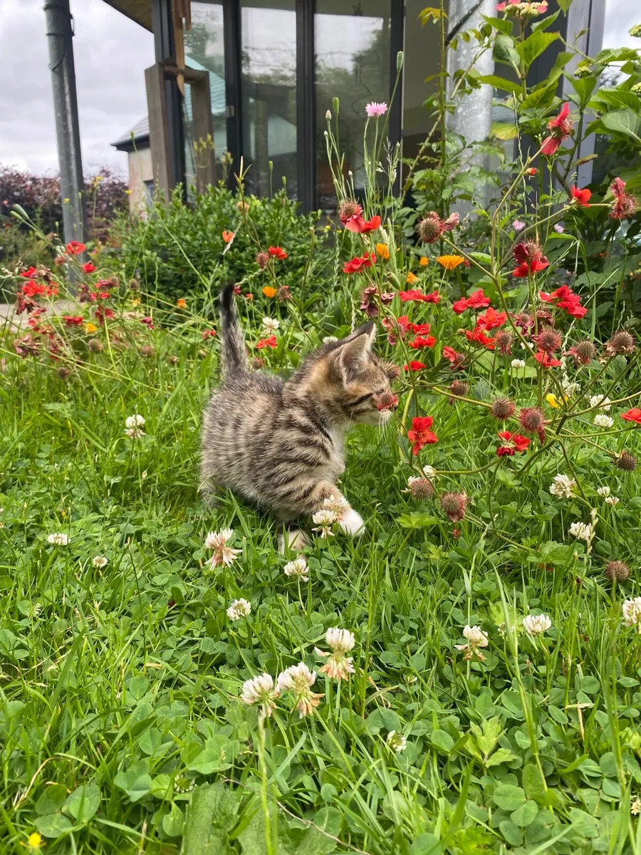 Kittens - Image 1