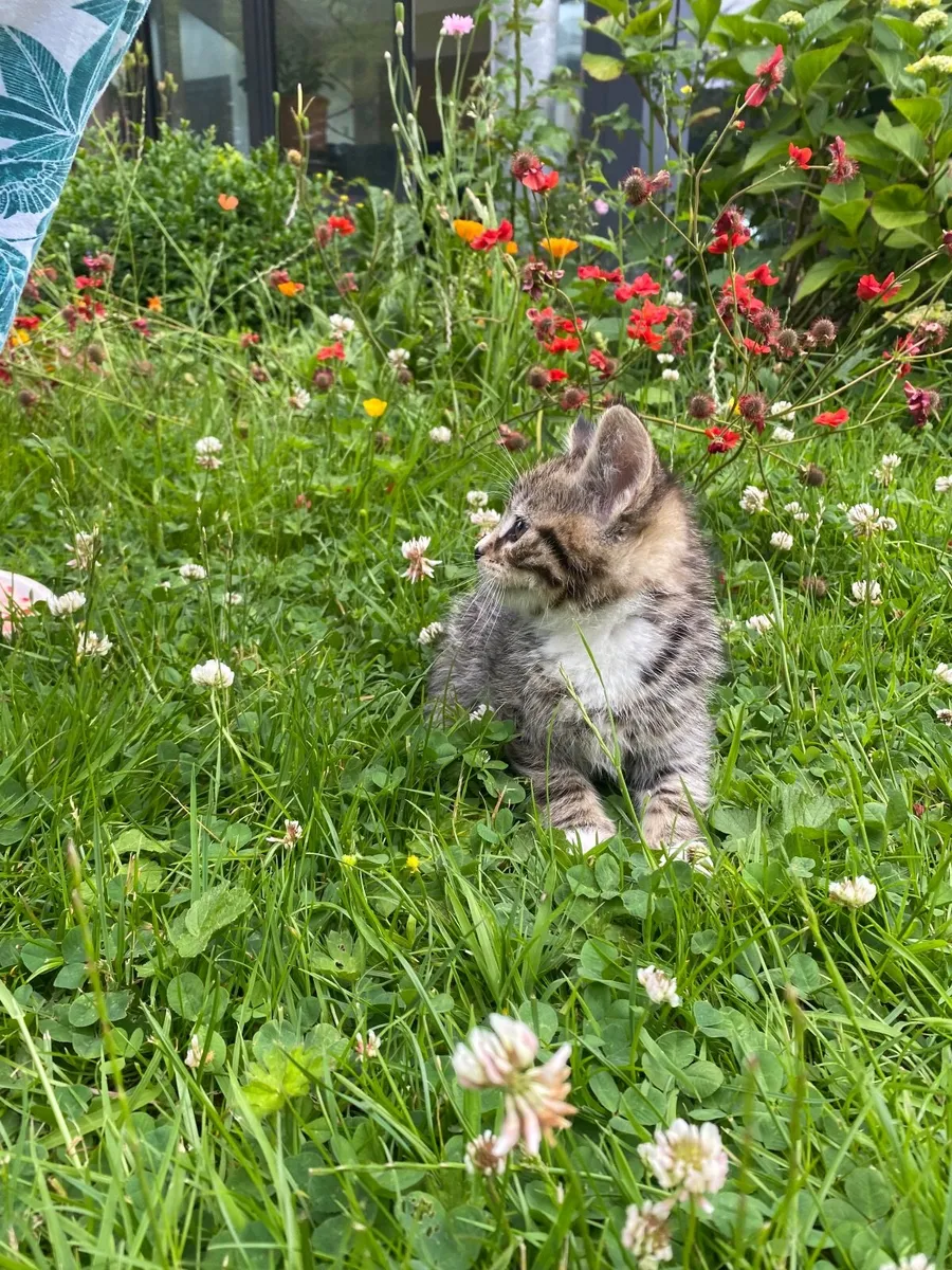 Kittens - Image 2