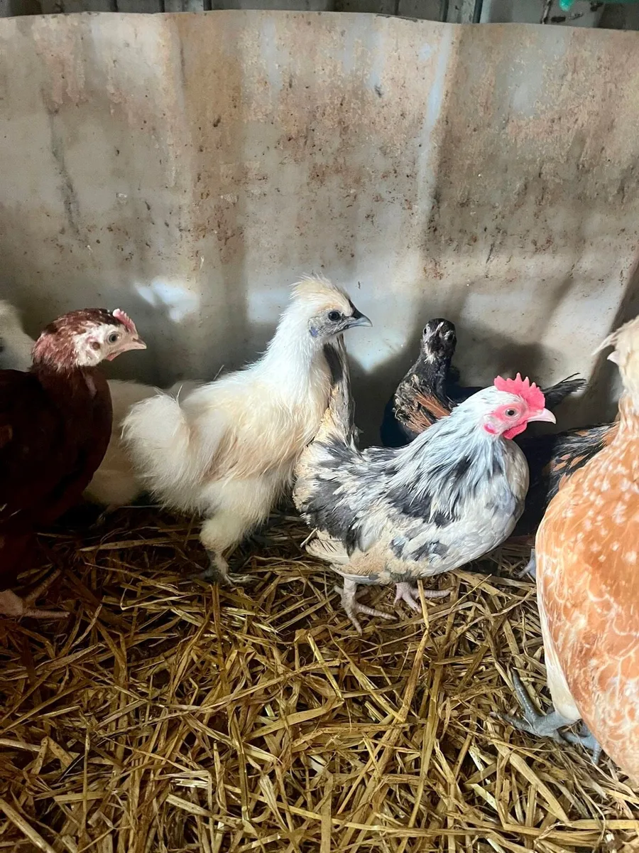 Silkies , Chicks and fertile eggs - Image 1