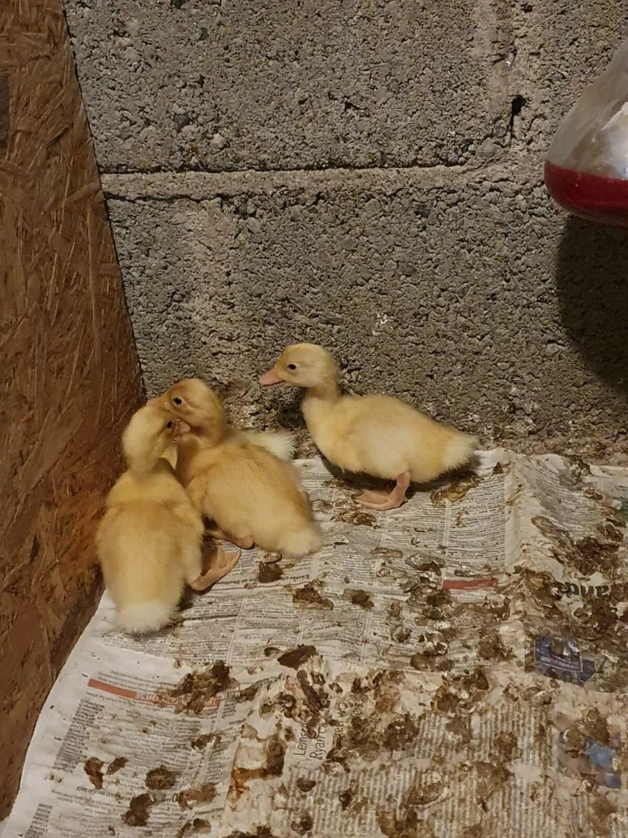 Chicks, Ducklings and pullets, - Image 1