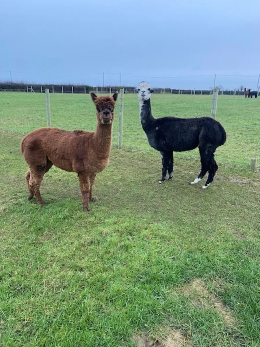 Alpacas - Image 4