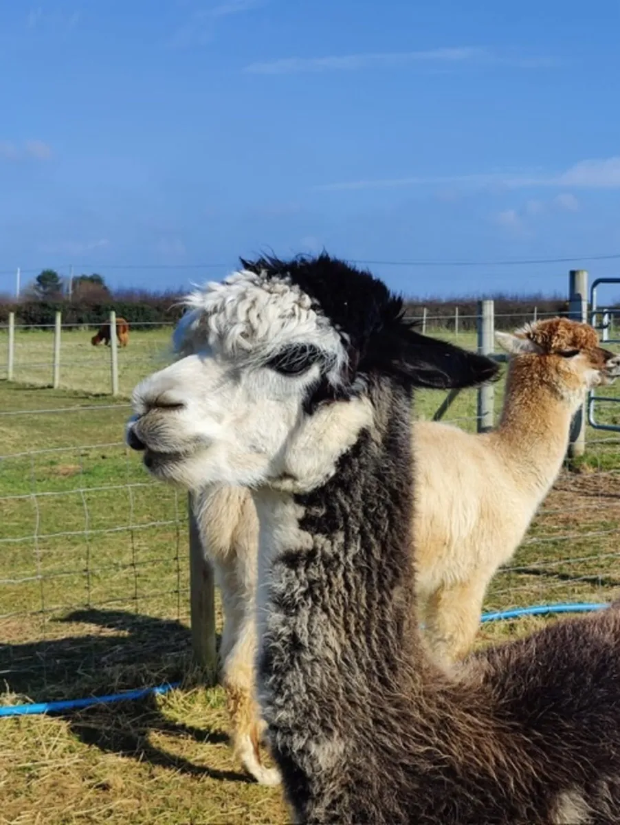 Alpacas - Image 1