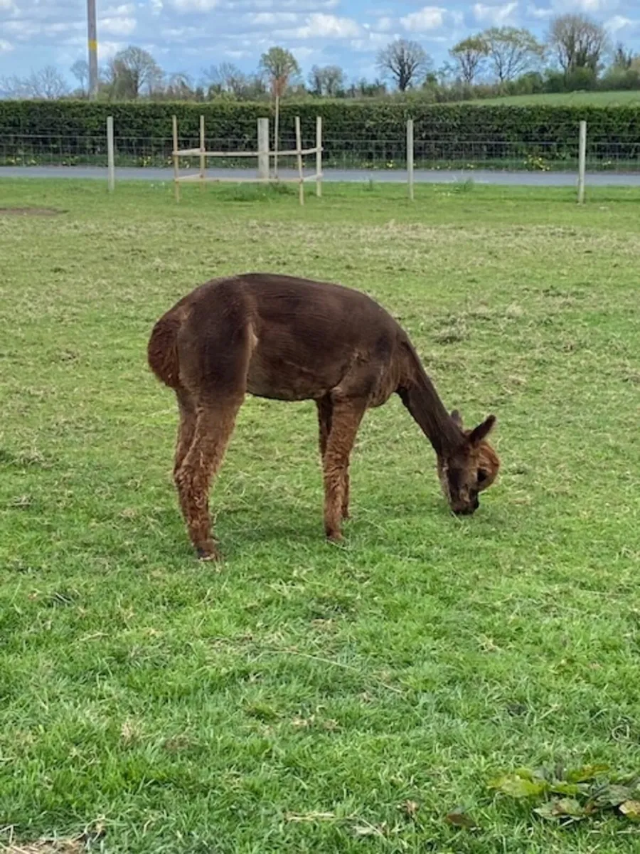 Alpacas - Image 2