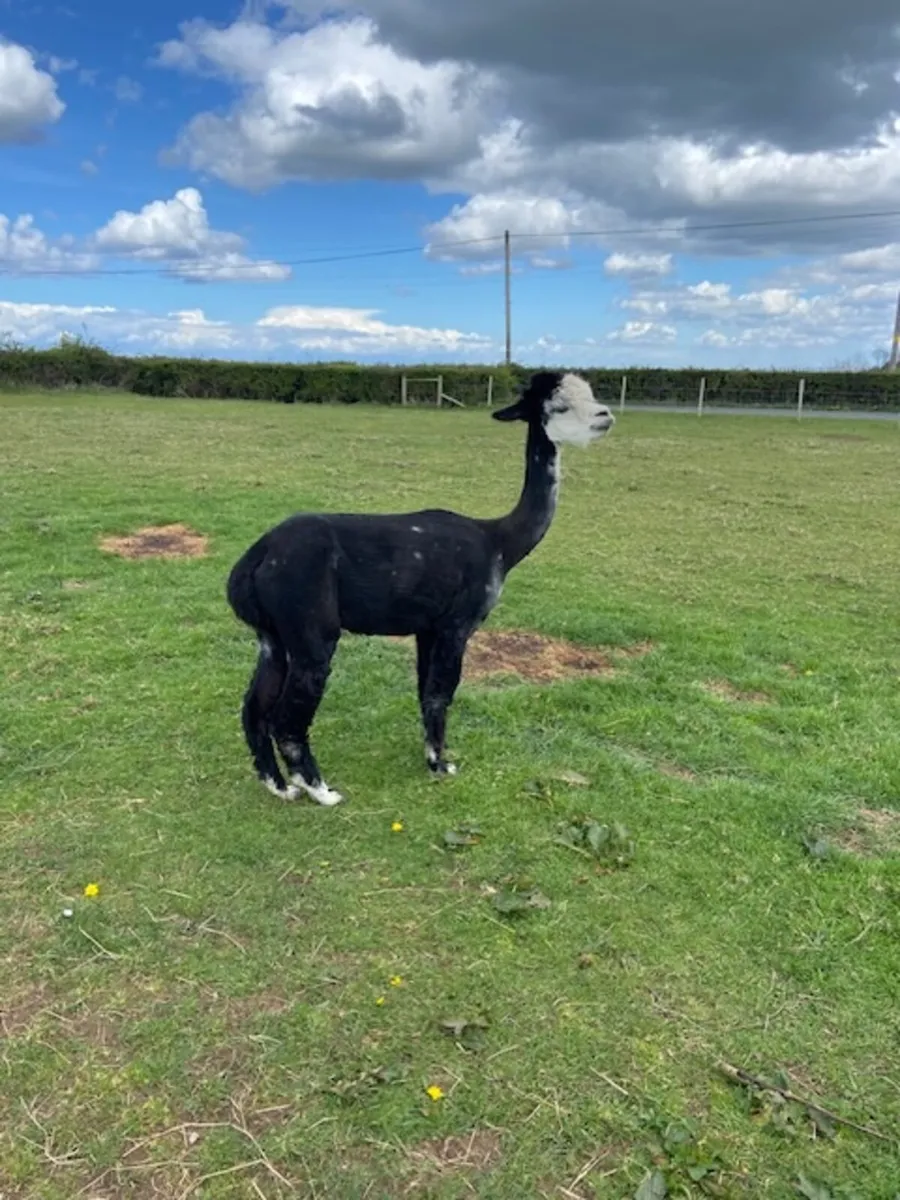 Alpacas - Image 3