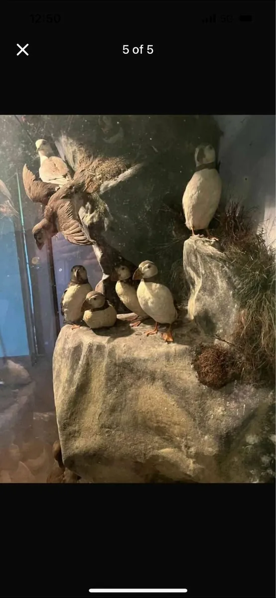 Stuffed sea birds in grass - Image 1