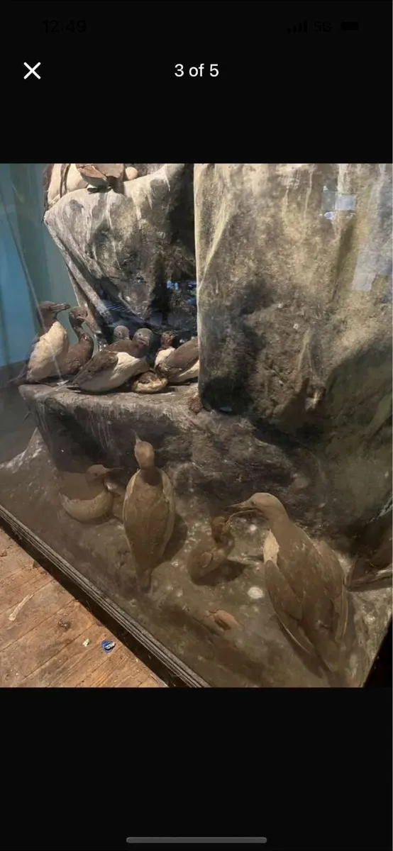 Stuffed sea birds in grass - Image 3