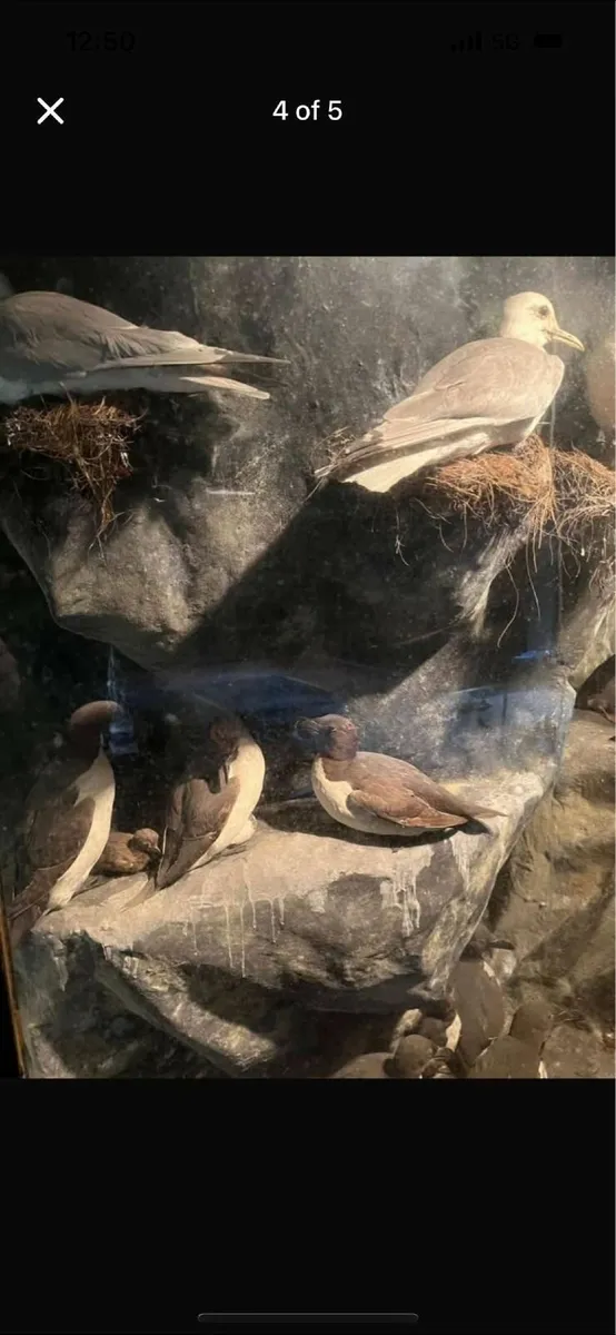 Stuffed sea birds in grass - Image 4