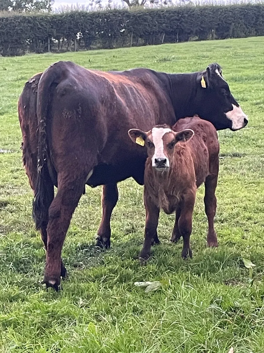 Ai Breed Aubrac Heifer & Lim Bull Calf - Image 1