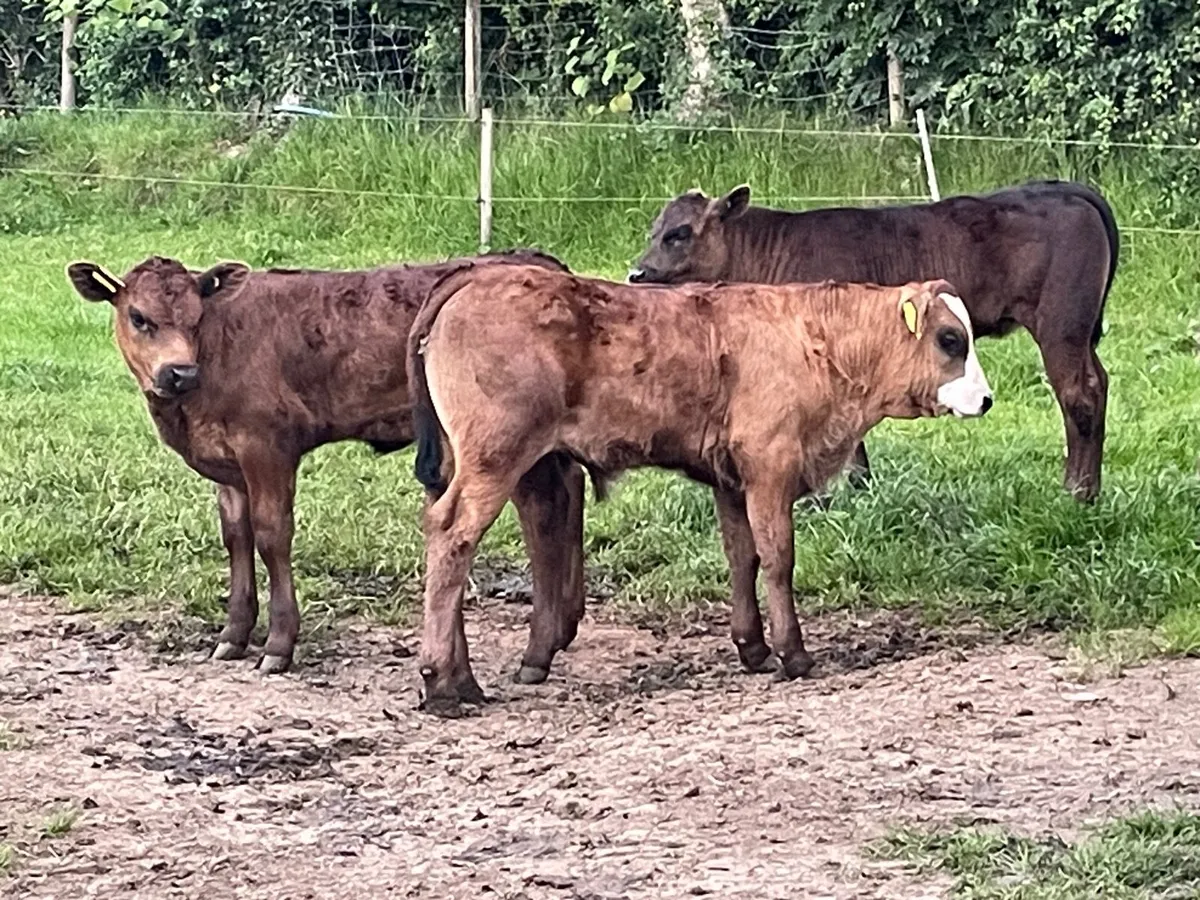 Ai Breed Aubrac Heifer & Lim Bull Calf - Image 2