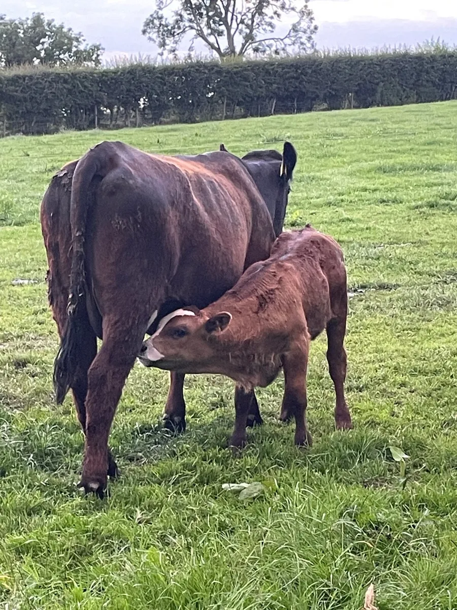 Ai Breed Aubrac Heifer & Lim Bull Calf - Image 3