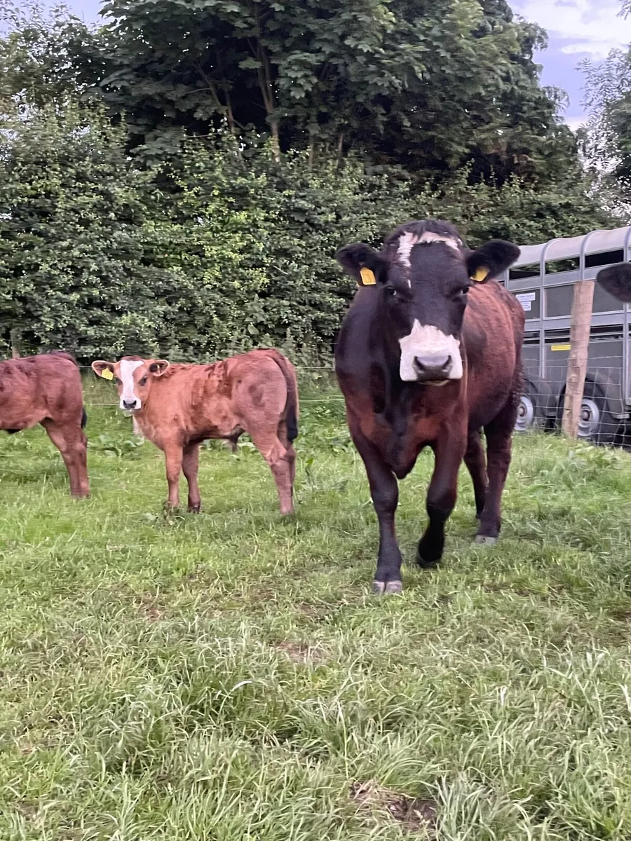 Ai Breed Aubrac Heifer & Lim Bull Calf - Image 4