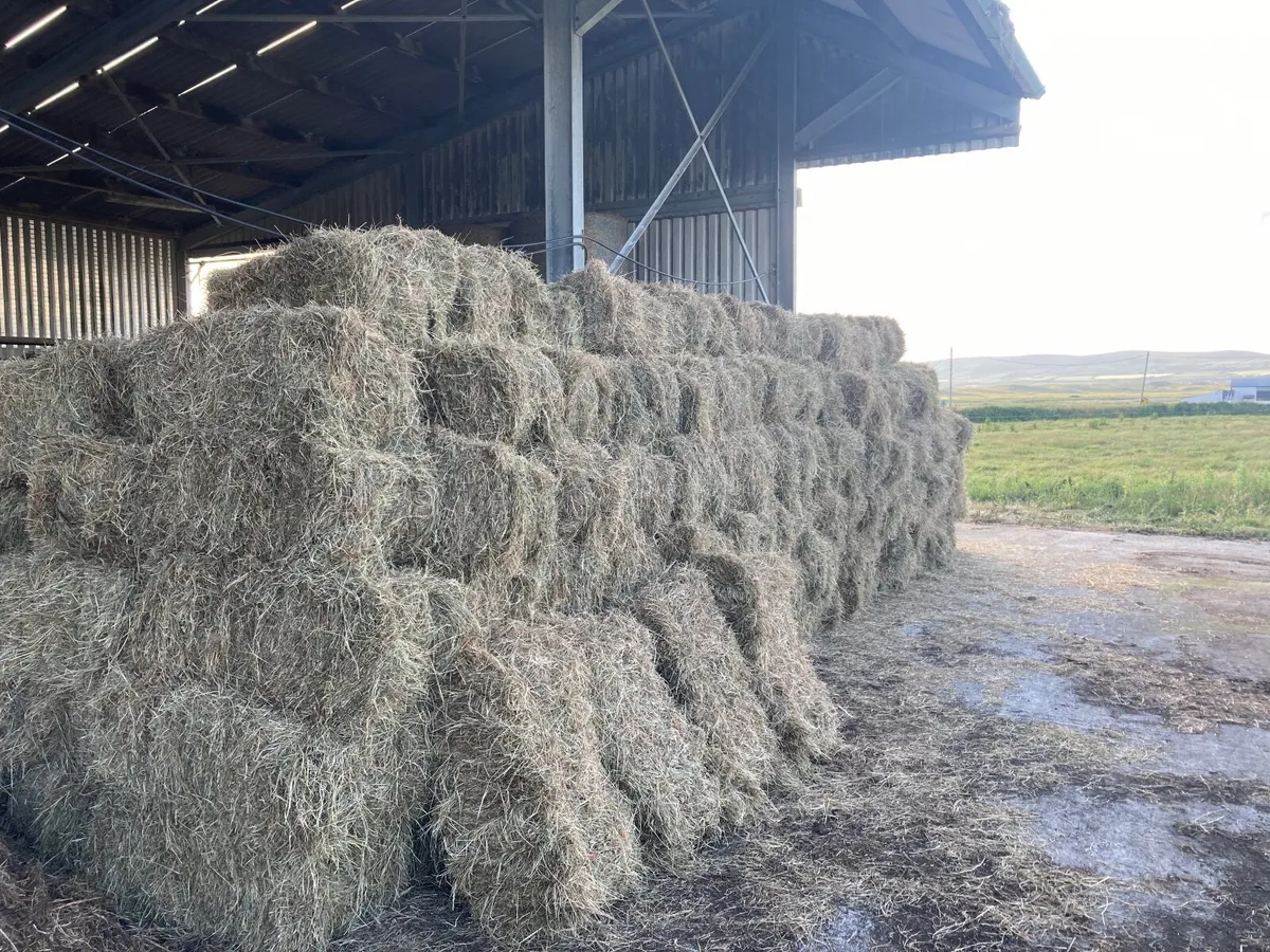 Organic hay small square bales - Image 1