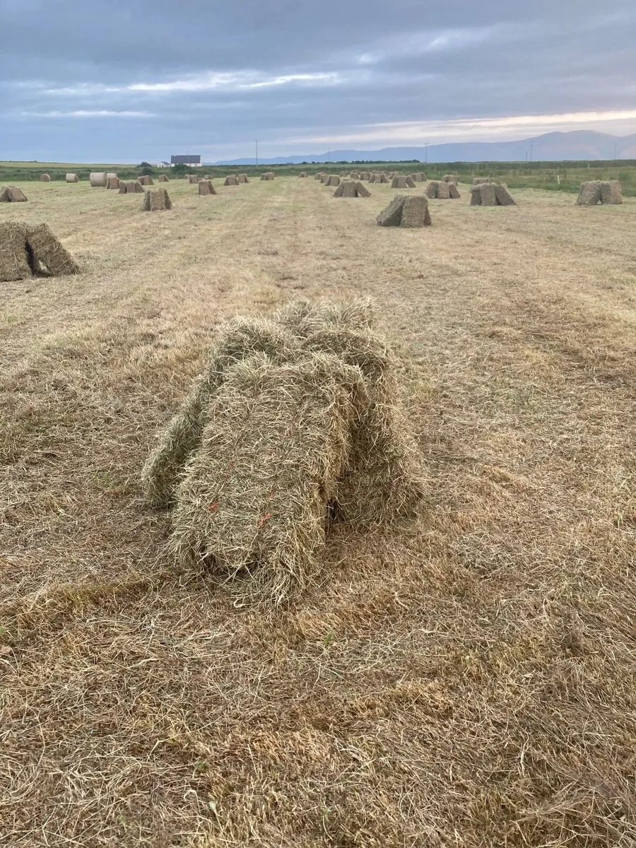 Organic hay small square bales - Image 2