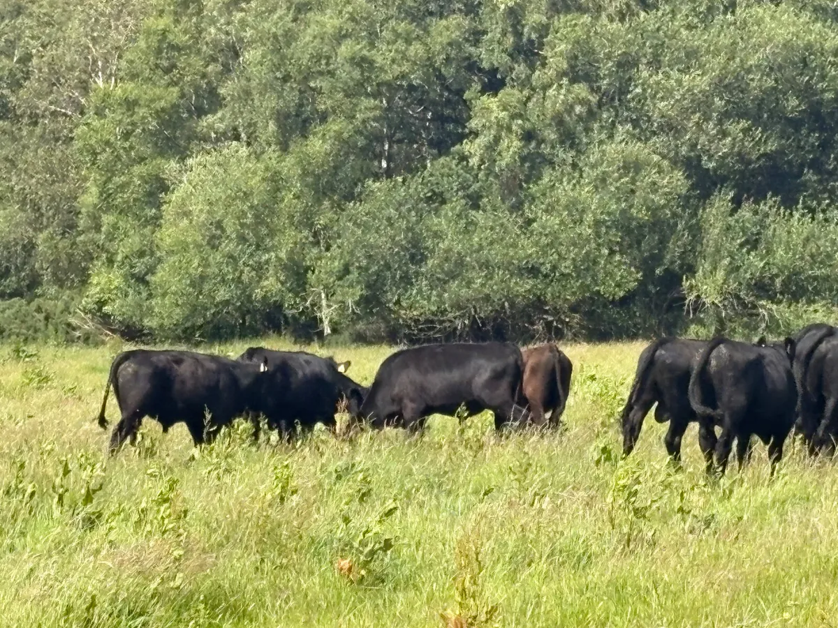 19 Spring 2024 Angus  bullocks for sale - Image 2