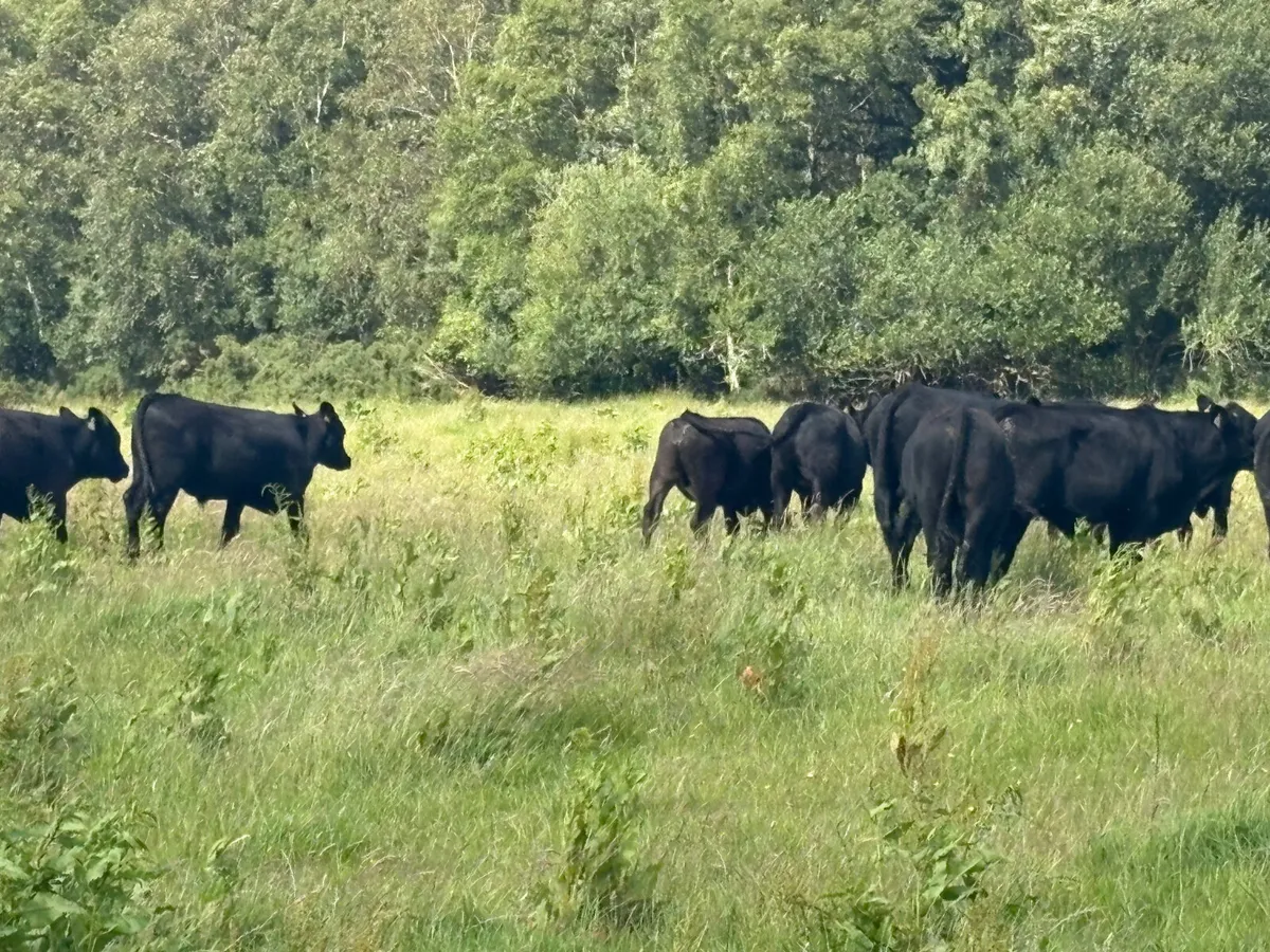 19 Spring 2024 Angus  bullocks for sale - Image 3