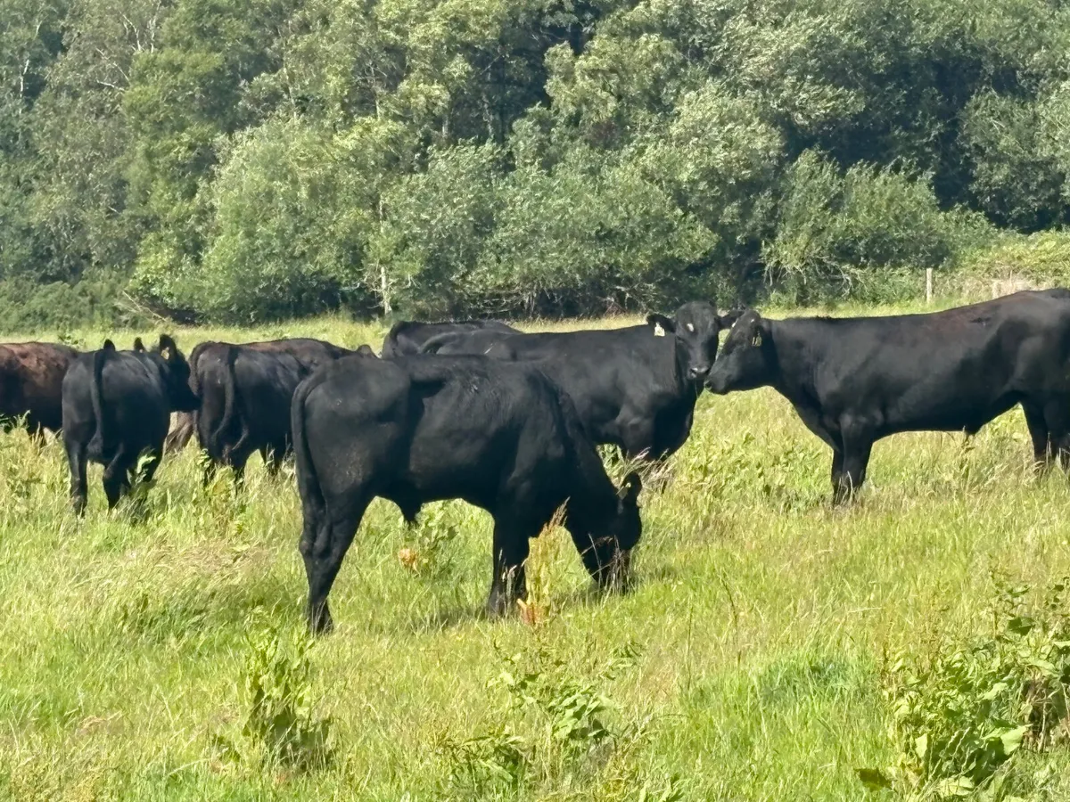 19 Spring 2024 Angus  bullocks for sale - Image 1