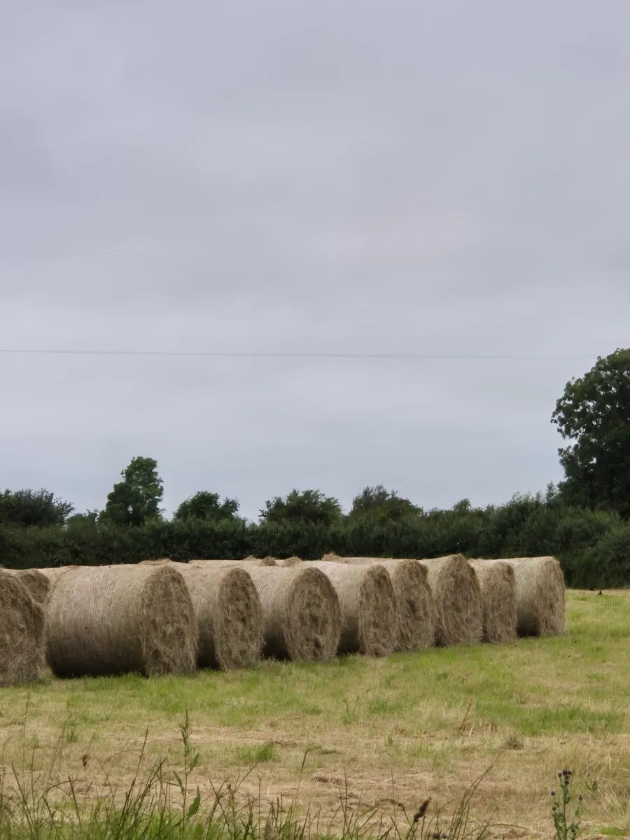 Hay for Sale - Image 1