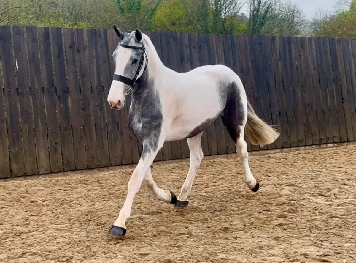 Stunning Cob - Image 1