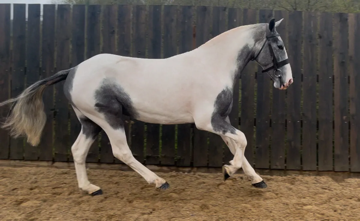 Stunning Cob - Image 2