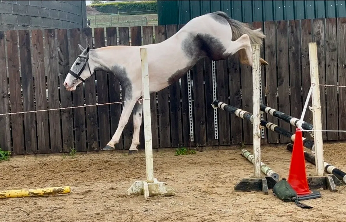 Stunning Cob - Image 4