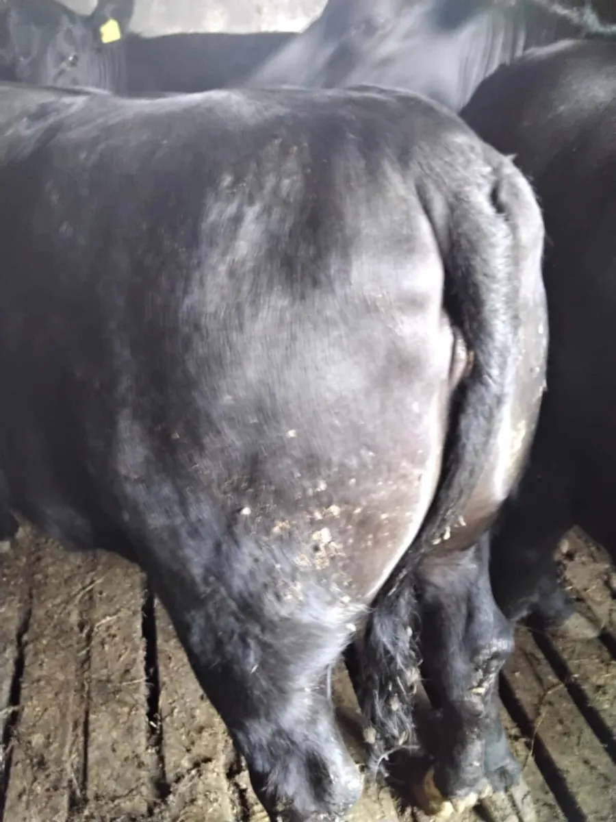 Cattle - Image 1