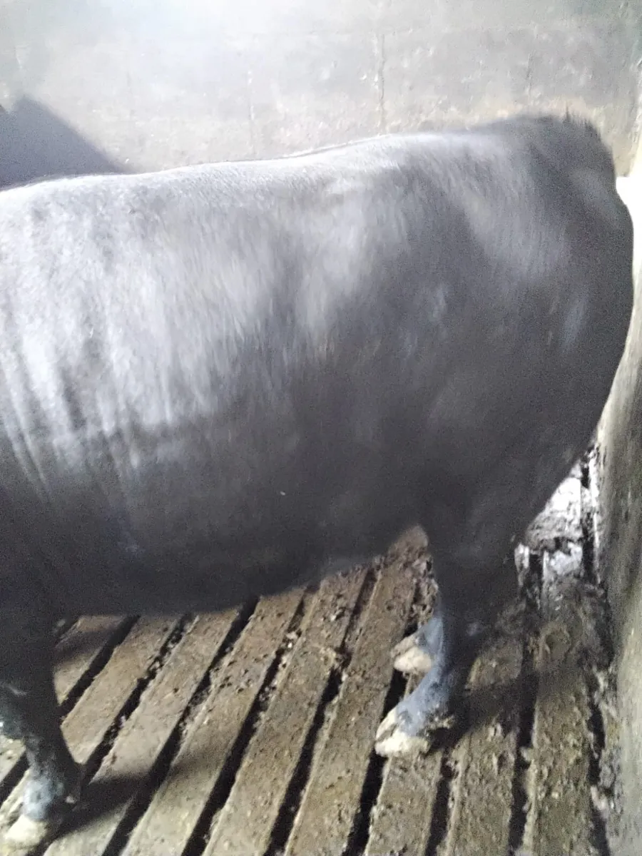 Cattle - Image 2
